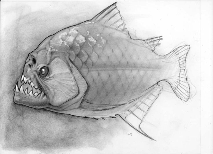Piranha Drawing Pic