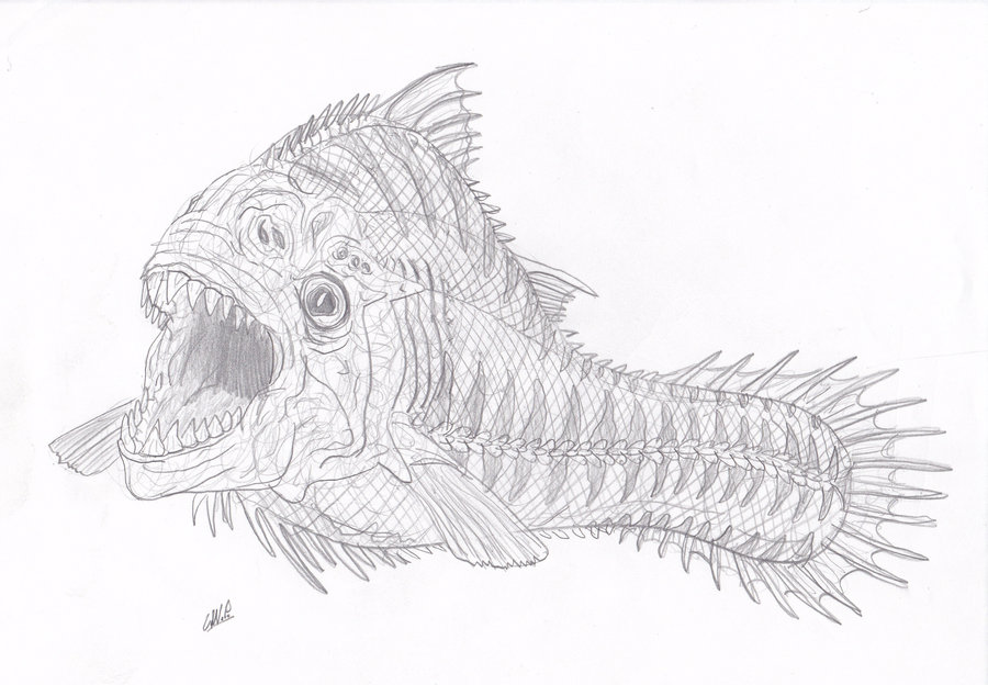 Piranha Sketch