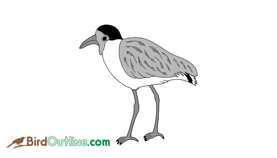 Plover Beautiful Image Drawing
