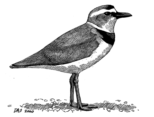 Plover Drawing Pic