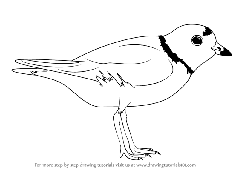 Plover Photo Drawing