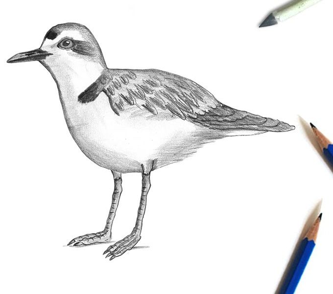 Plover Pic Drawing