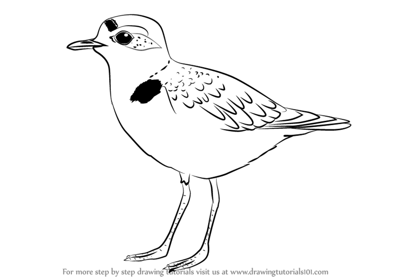 Plover Picture Drawing