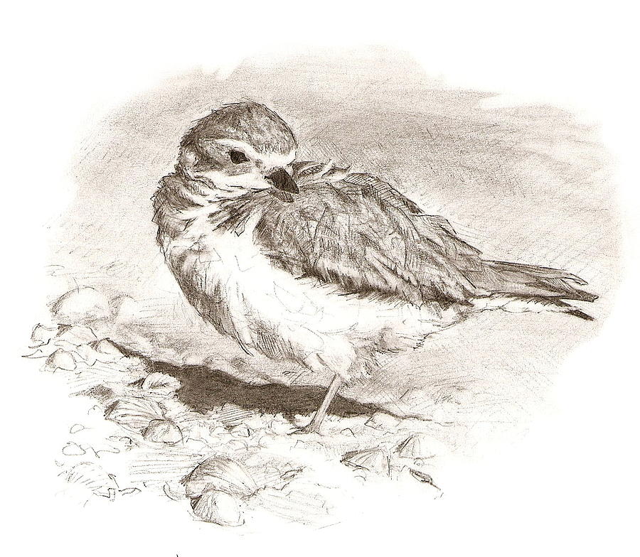Plover Realistic Drawing