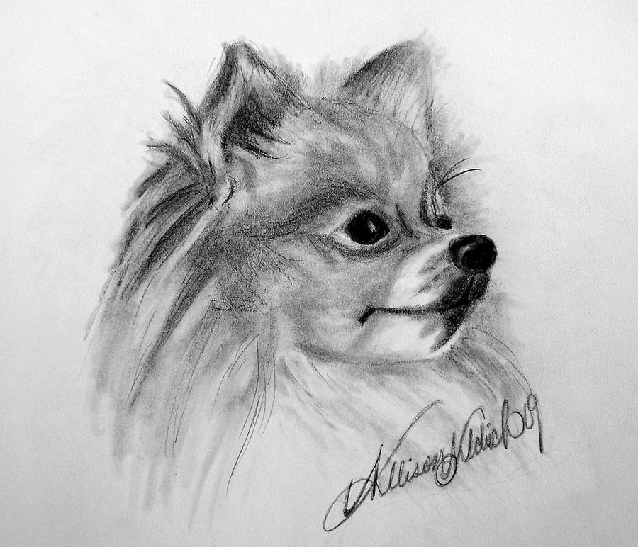 Pomeranian Amazing Drawing