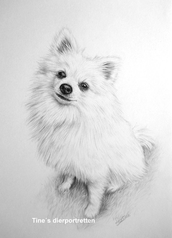 Pomeranian Beautiful Image Drawing
