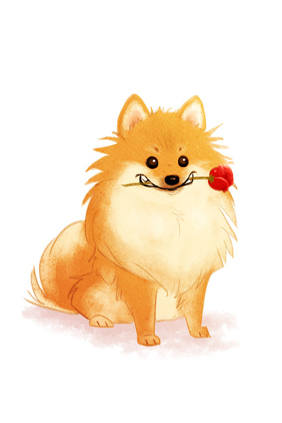 Pomeranian Best Drawing