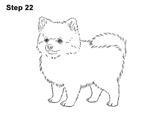 Pomeranian Drawing