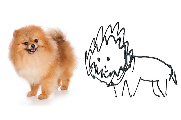 Pomeranian High-Quality Drawing