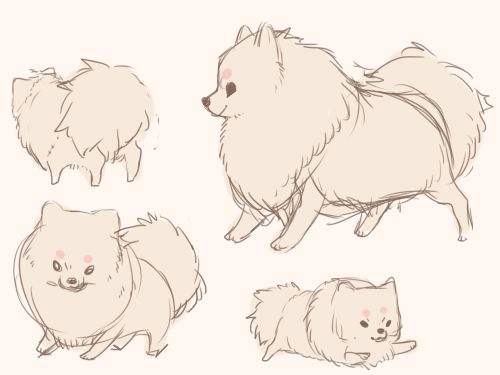 Pomeranian Photo Drawing