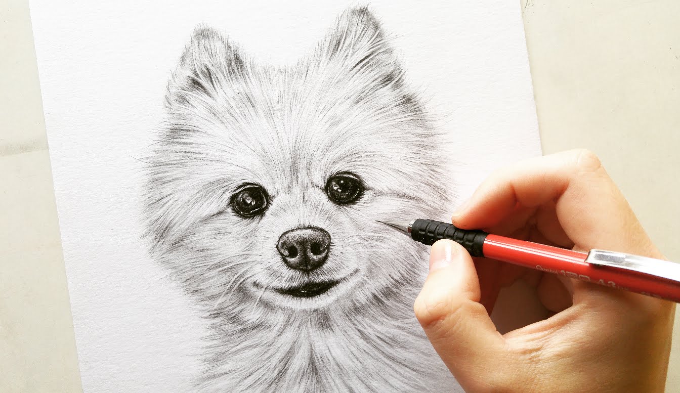 Pomeranian Pic Drawing