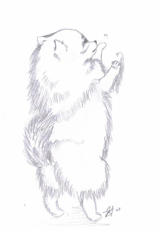 Pomeranian Realistic Drawing