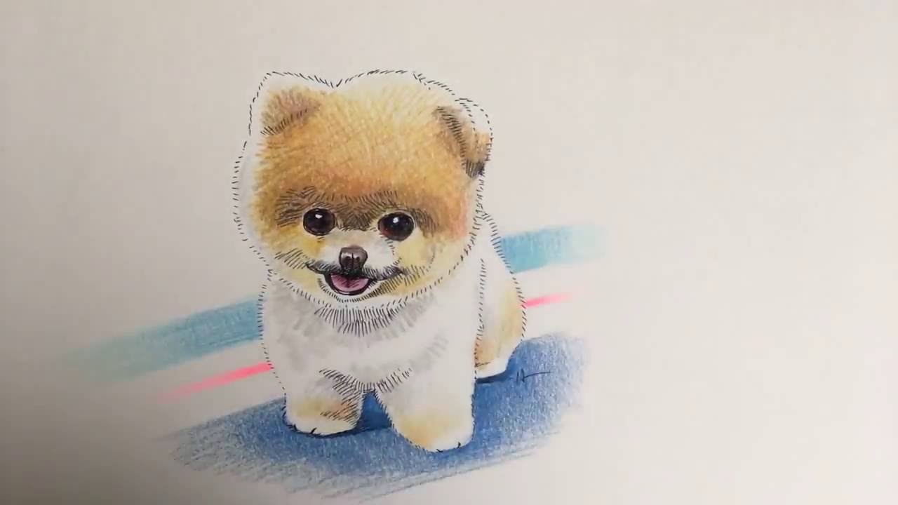 Pomeranian Sketch