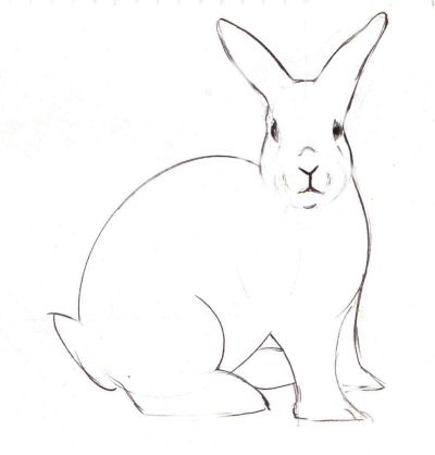 Rabbit Amazing Drawing