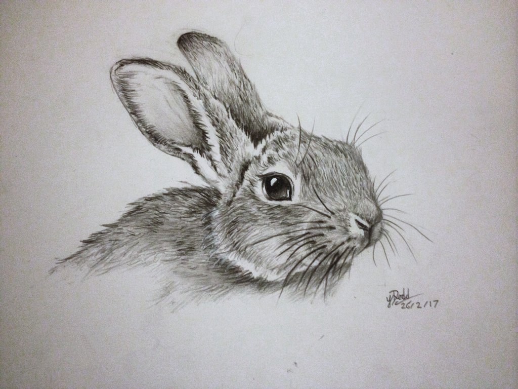 Rabbit Beautiful Image Drawing