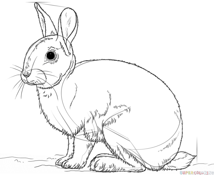 Rabbit Best Drawing