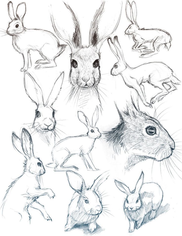 Rabbit Hat Pic Drawing