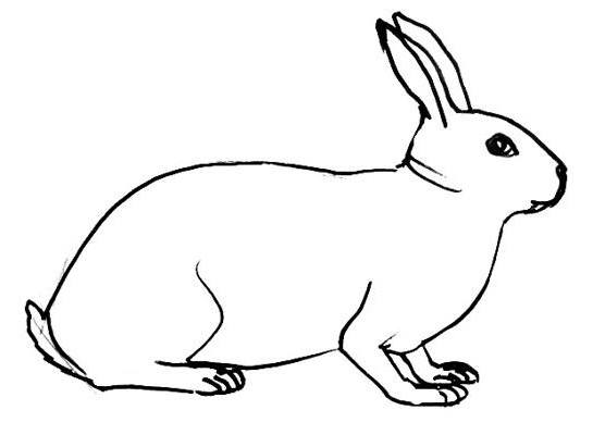 Rabbit Image Drawing