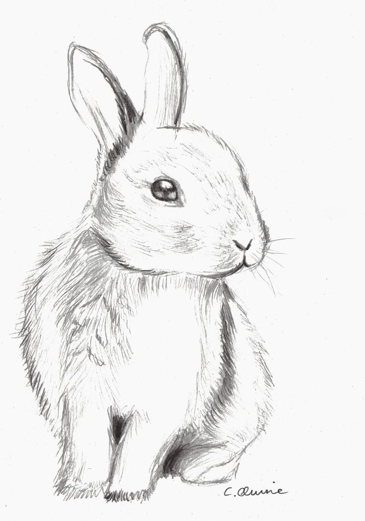 Rabbit Photo Drawing