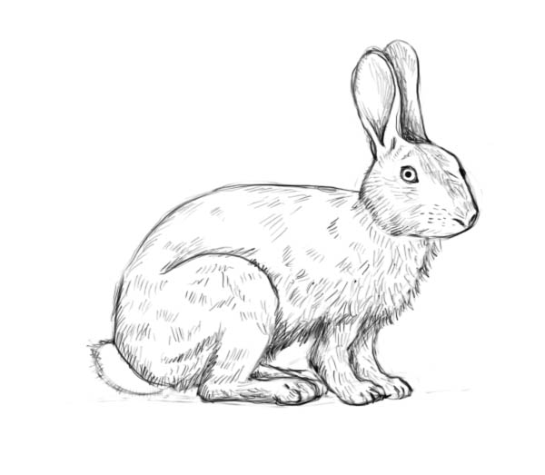 Rabbit Realistic Drawing