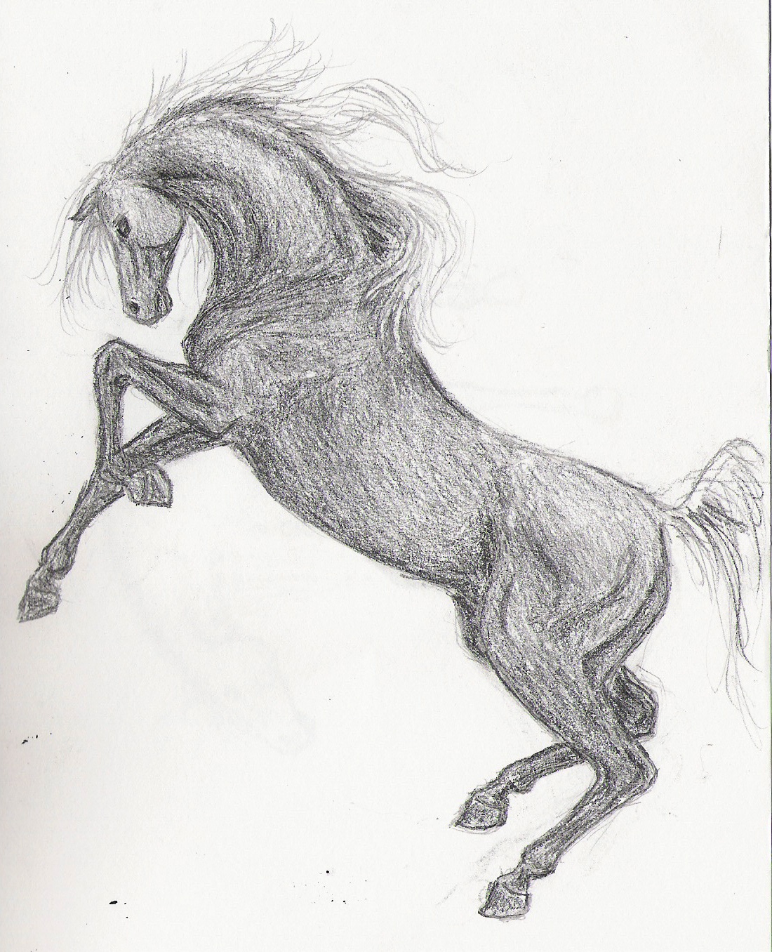 Rearing Horse Best Drawing