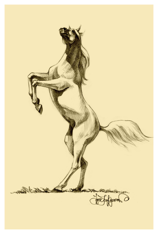 Rearing Horse Drawing Photo