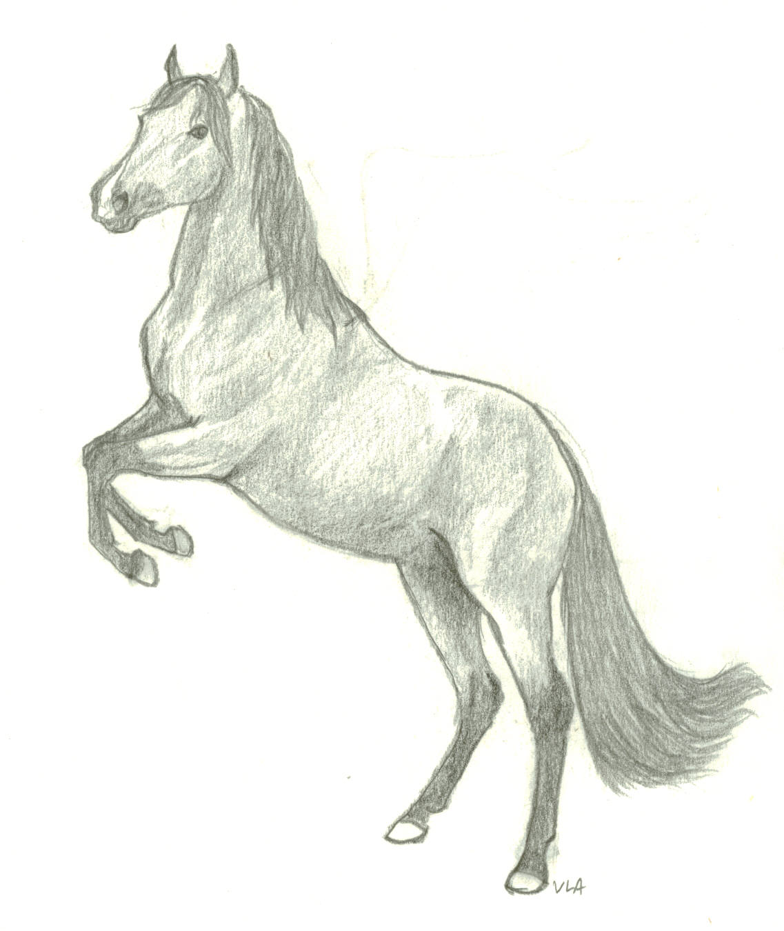 Rearing Horse Pic Drawing