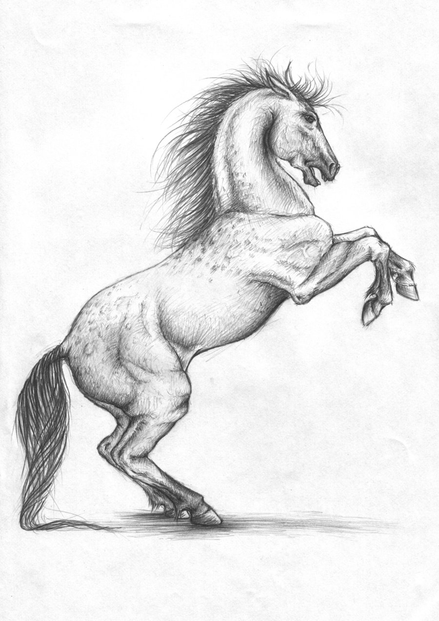 Rearing Horse Realistic Drawing