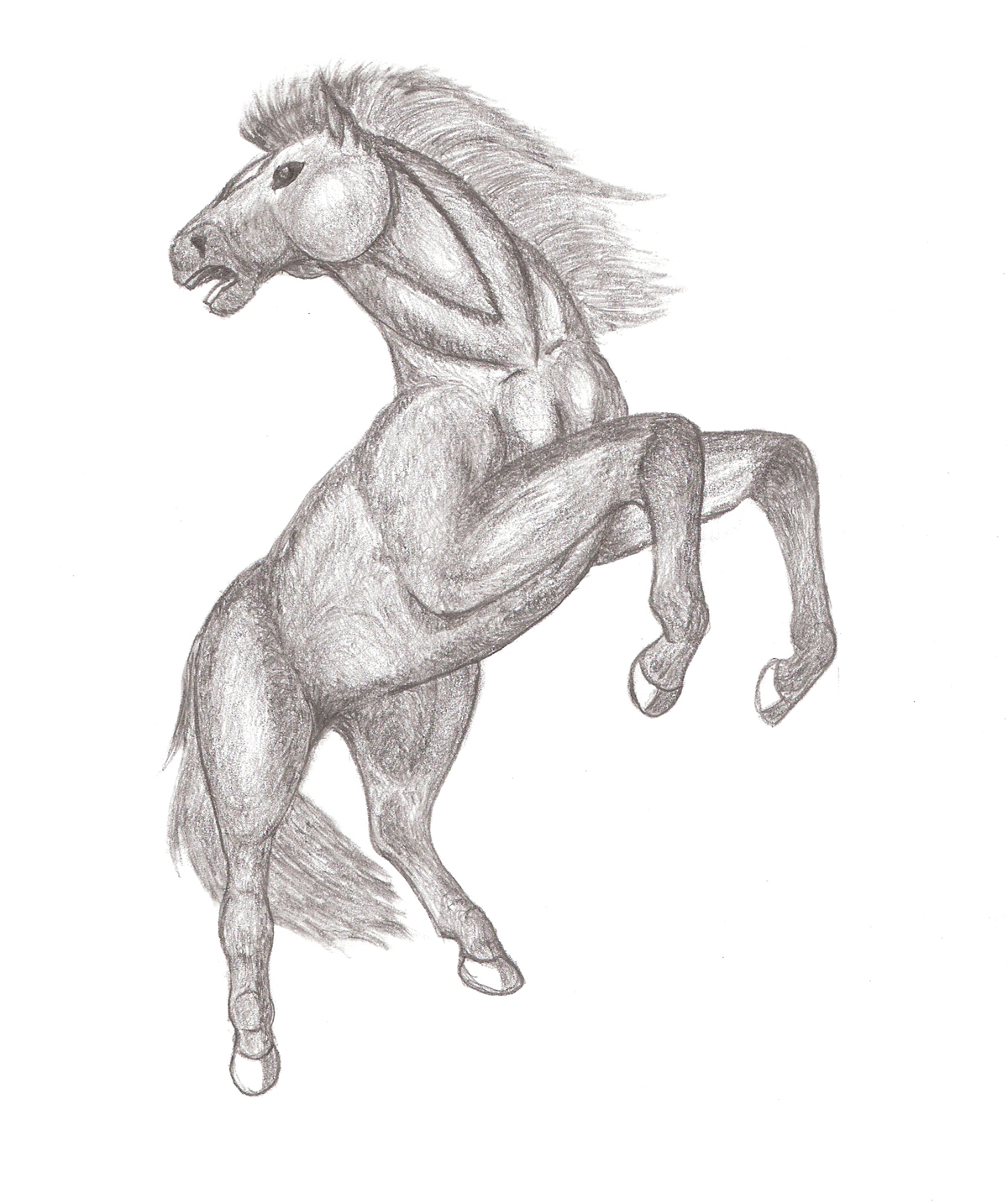 Rearing Horse Sketch