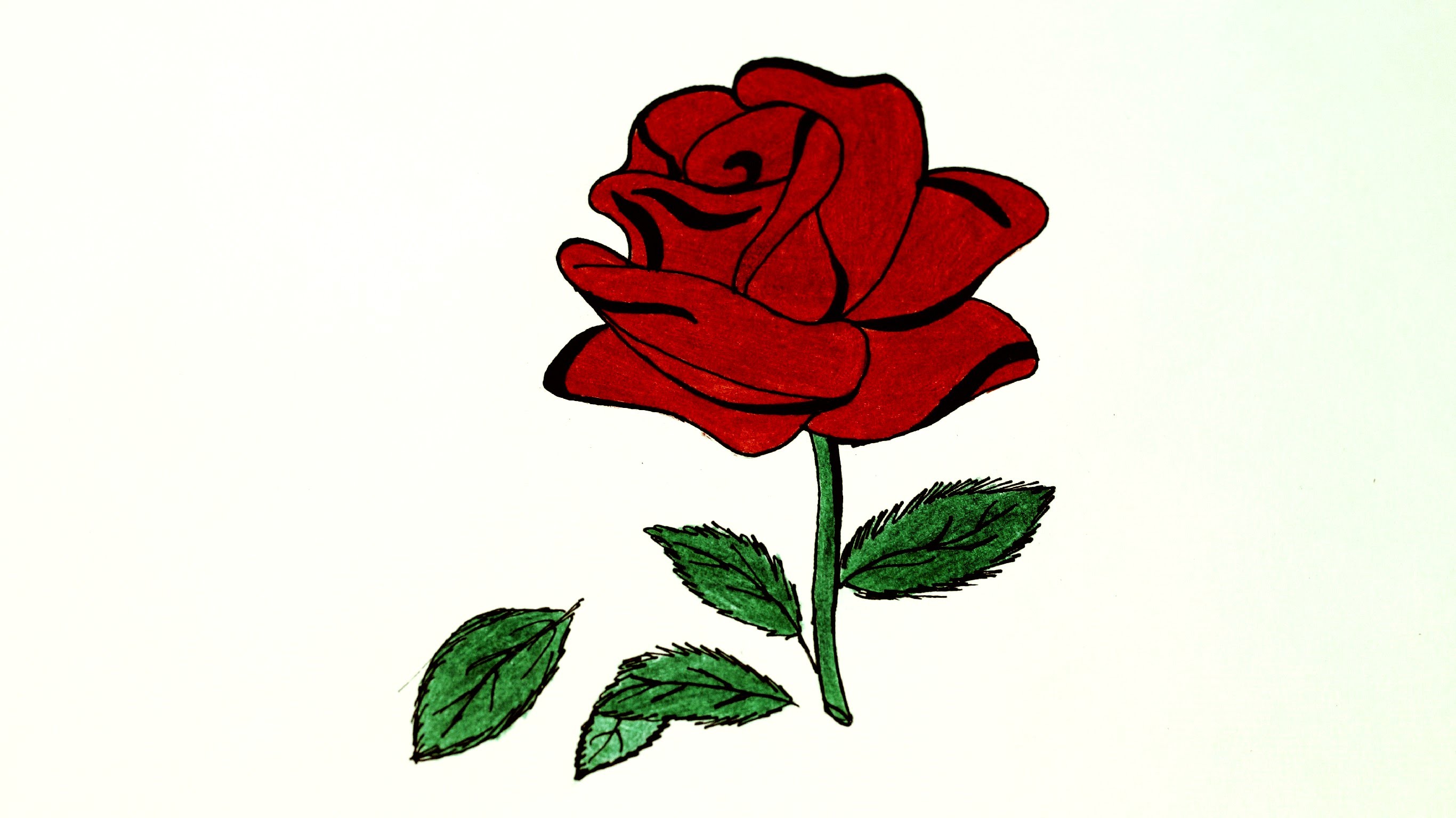 Red Rose Beautiful Image Drawing