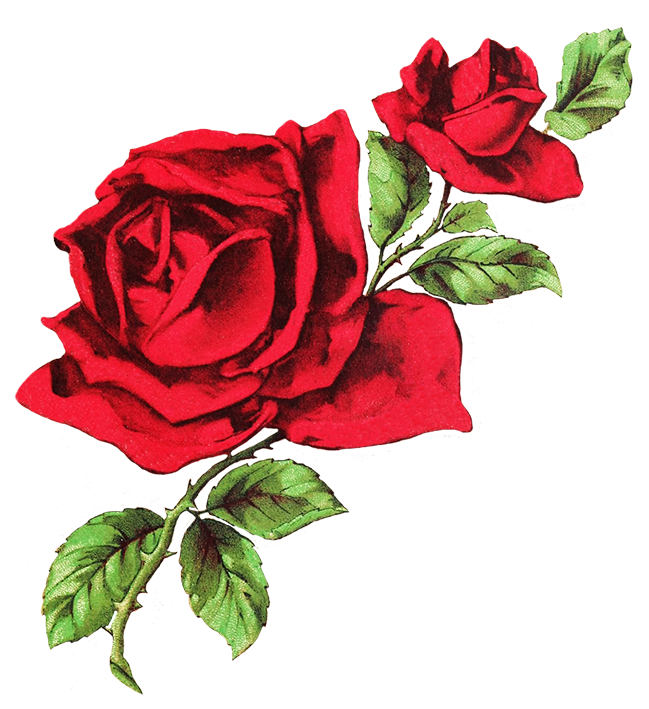 Red Rose Best Art