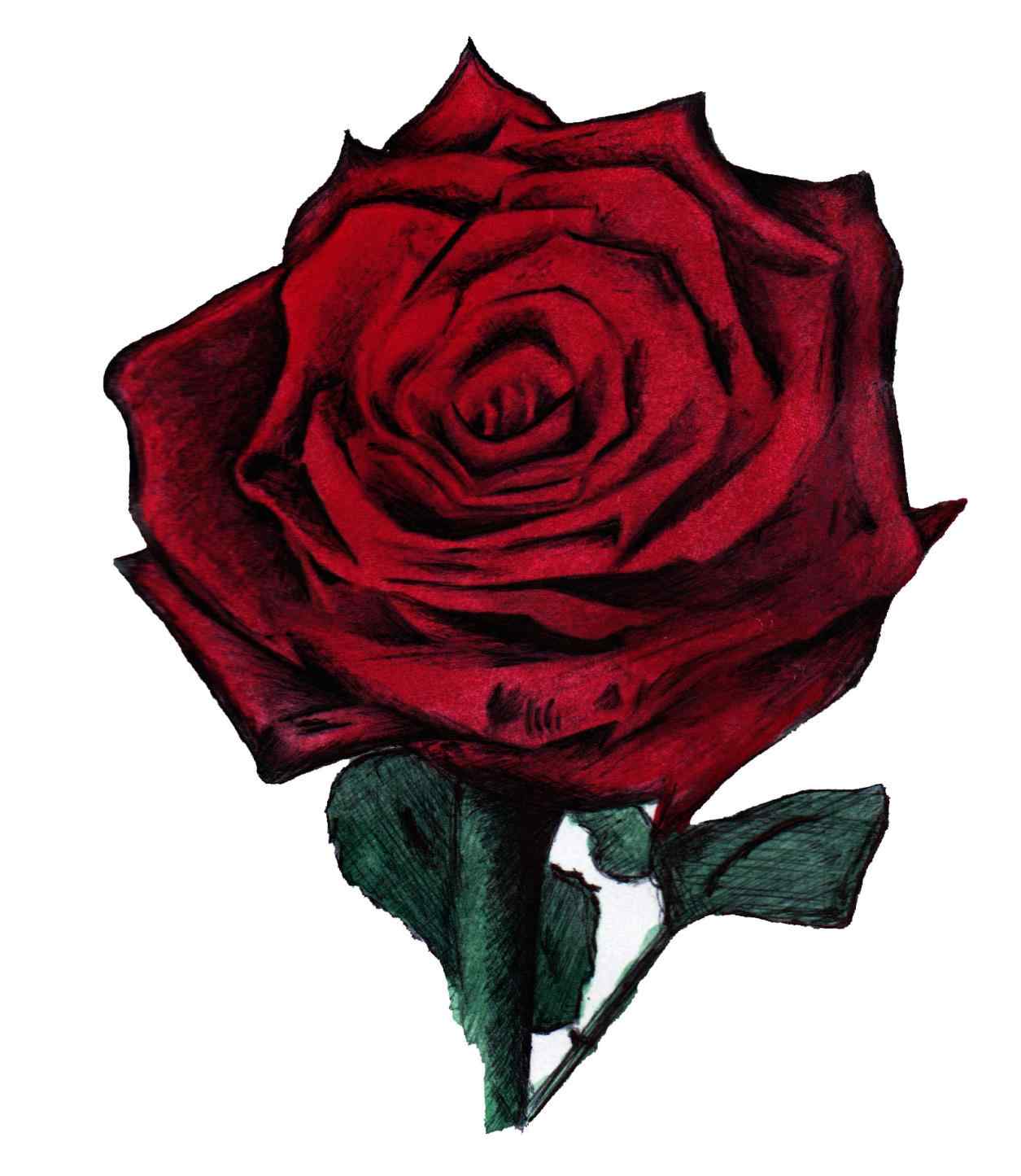 Red Rose Best Drawing