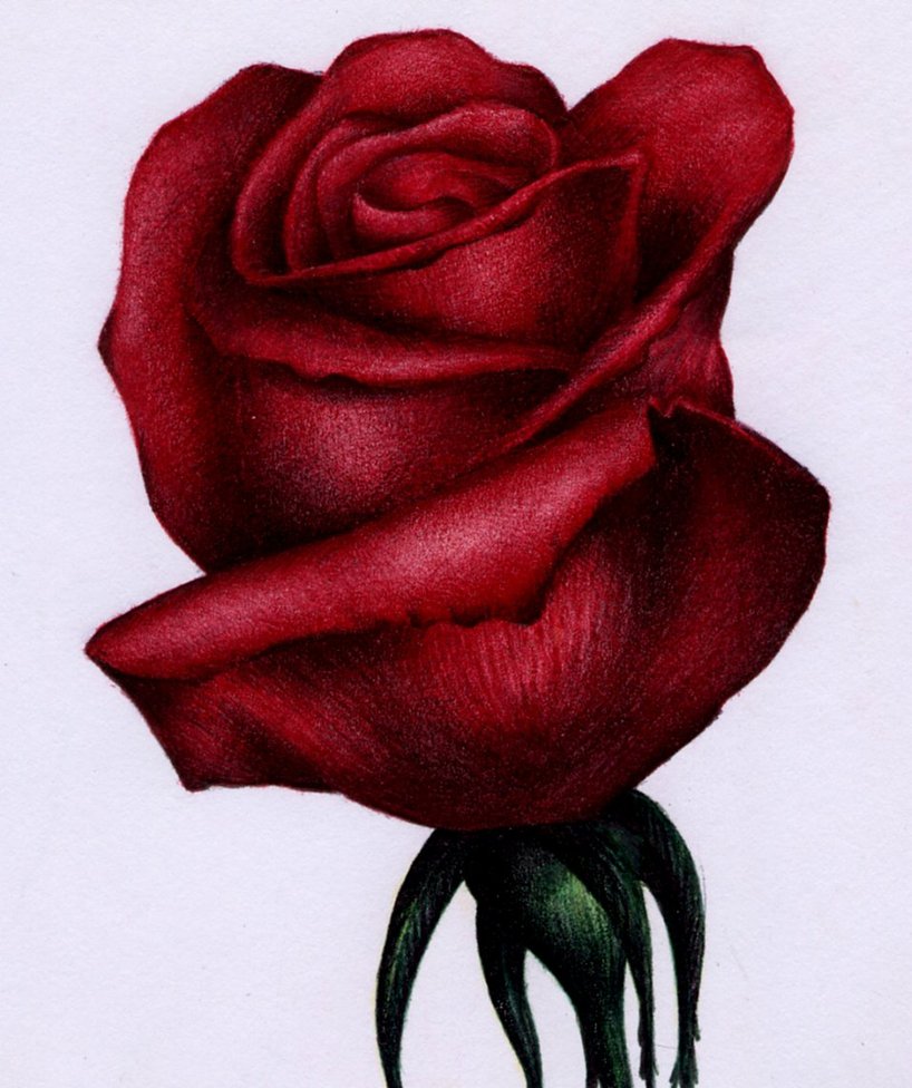 Red Rose Drawing Drawing Skill Red Rose Drawing Drawing Skill
