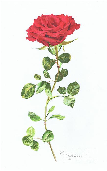Red Rose High-Quality Drawing