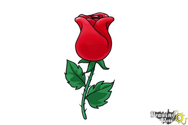 Red Rose Realistic Drawing