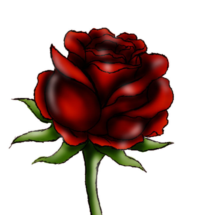 Red Rose Sketch