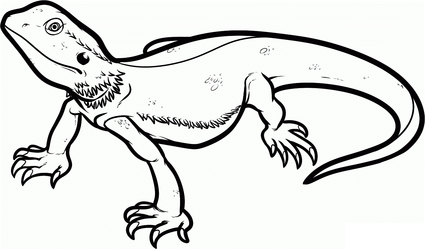 Reptile Pic Drawing