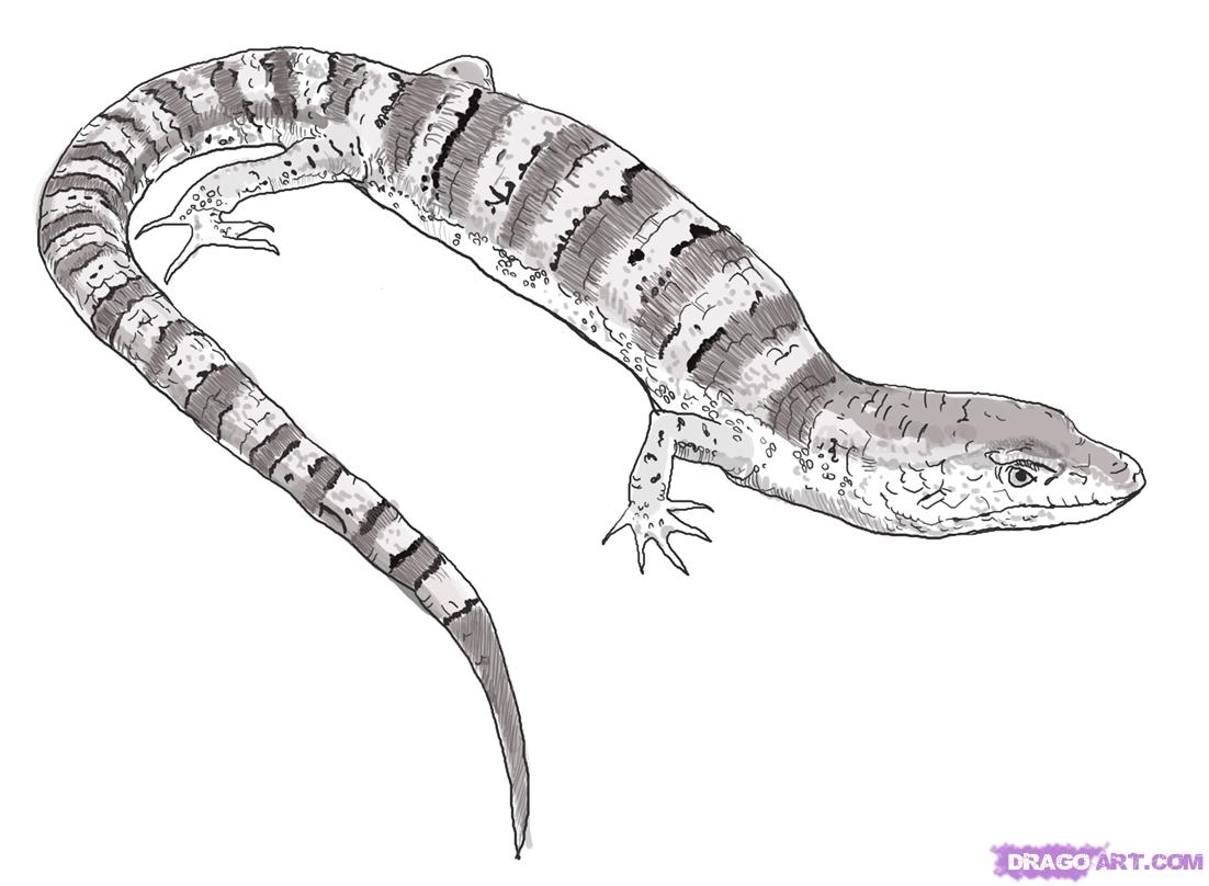 Reptile Picture Drawing