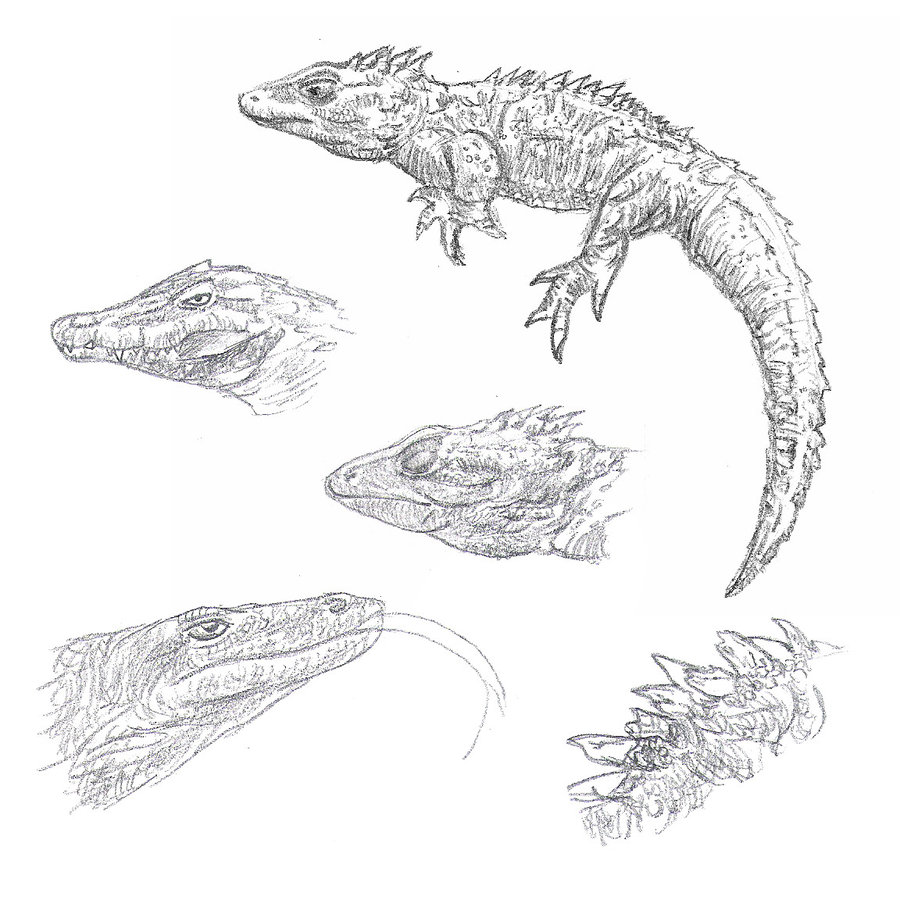 Reptile Realistic Drawing