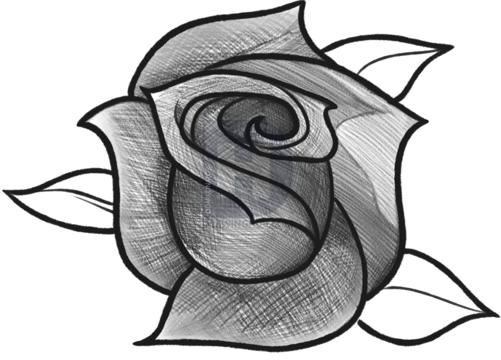 Rose Beautiful Image Drawing