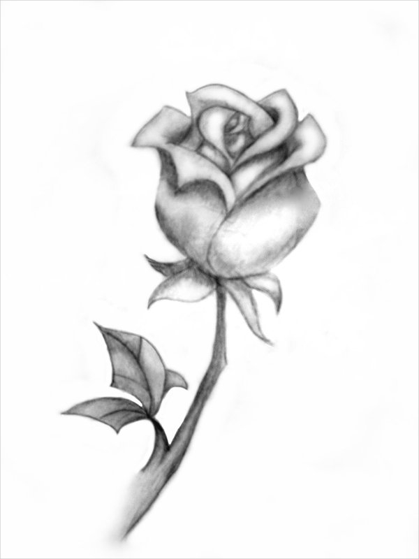 Rose Best Art