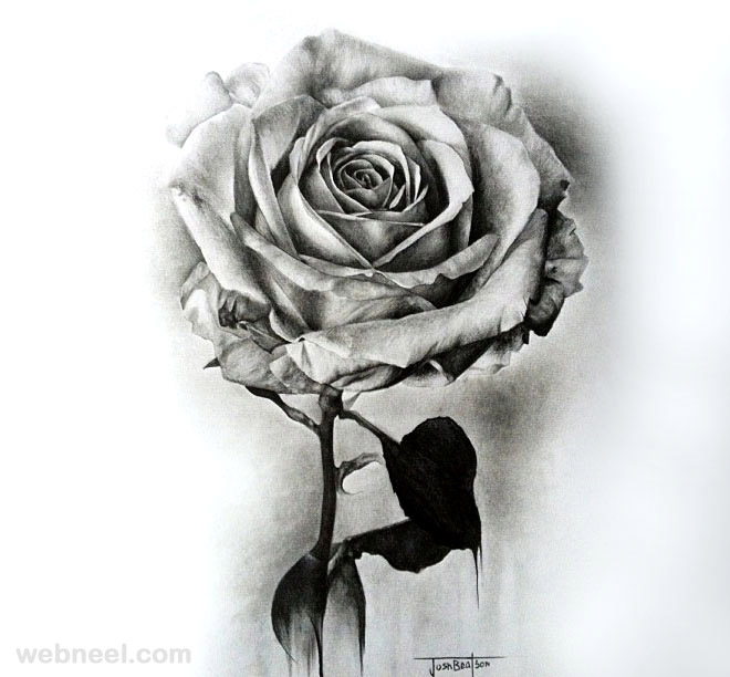 Rose Photo Drawing
