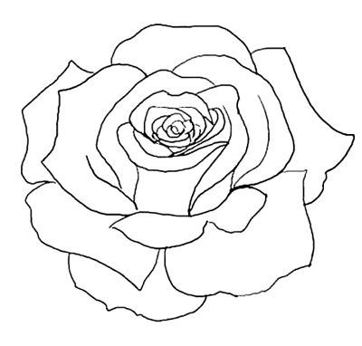 Rose Picture Drawing