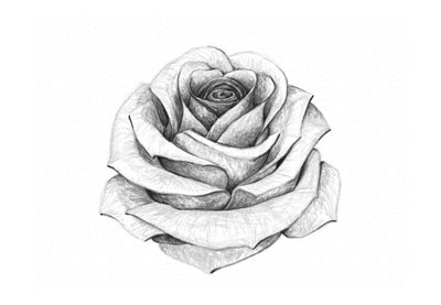 Rose Realistic Drawing