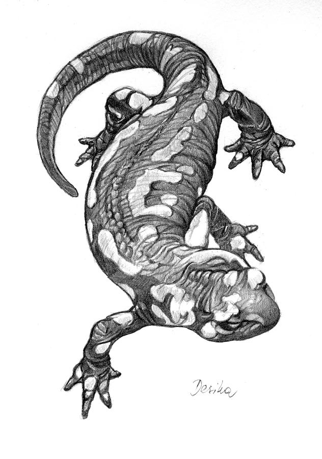 Salamander Amazing Drawing