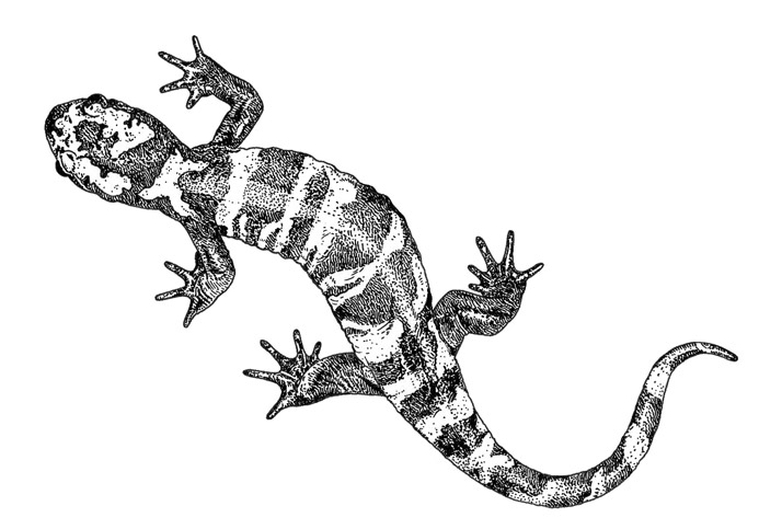Salamander Photo Drawing