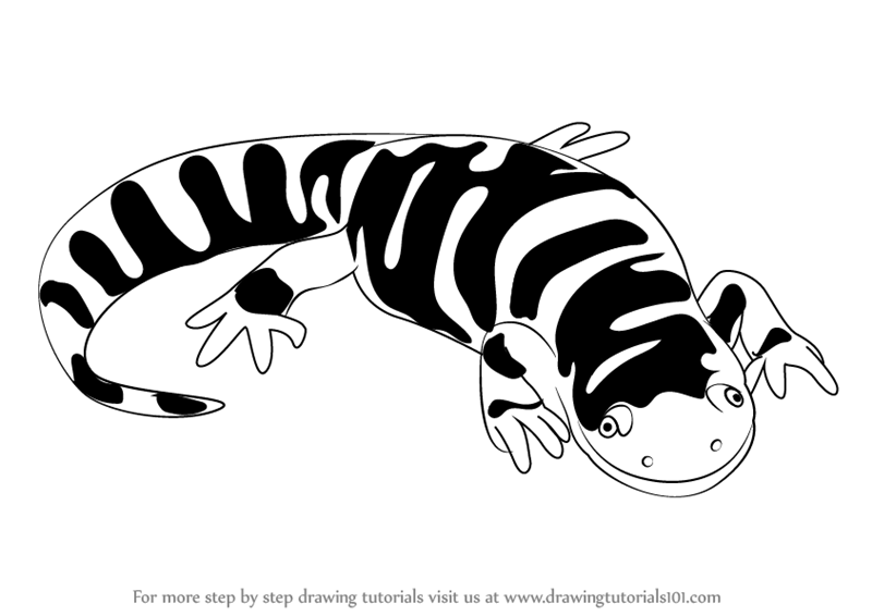 Salamander Pic Drawing