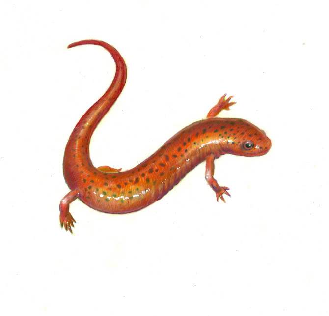 Salamander Sketch