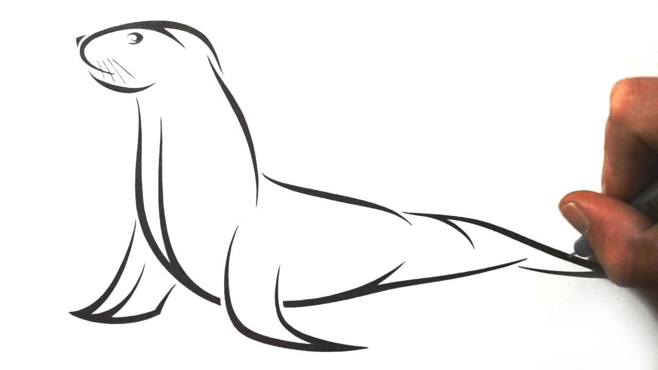 Sea Lion Beautiful Image Drawing