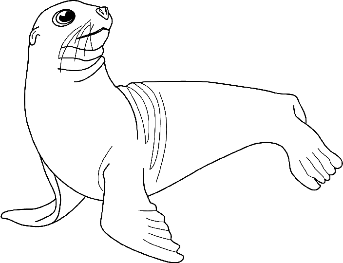 Sea Lion Best Art
